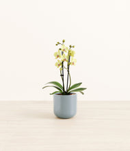 Load image into Gallery viewer, Misty Blue*****Profile
