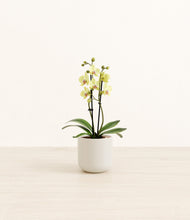 Load image into Gallery viewer, Cotton White*****Profile
