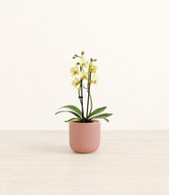 Load image into Gallery viewer, Striped Rose Pink*****Profile

