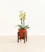 Load image into Gallery viewer, Earth Red stand:walnut
