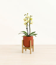 Load image into Gallery viewer, Earth Red stand:bamboo
