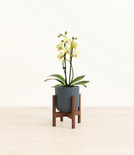 Load image into Gallery viewer, Iron Gray stand:walnut
