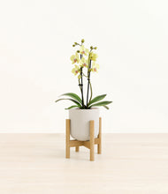 Load image into Gallery viewer, Natural Bamboo stand:bamboo
