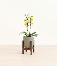 Load image into Gallery viewer, Sage Green stand:walnut

