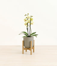 Load image into Gallery viewer, Sage Green stand:bamboo
