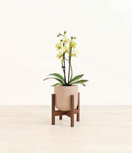 Load image into Gallery viewer, Sandy Pink stand:walnut
