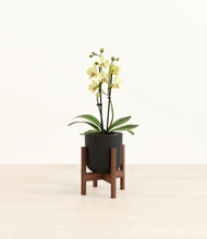 Load image into Gallery viewer, Stone Black stand:walnut
