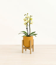 Load image into Gallery viewer, Sunset Orange stand:bamboo
