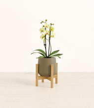 Load image into Gallery viewer, Olive stand:bamboo
