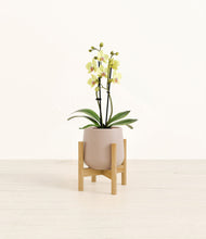 Load image into Gallery viewer, Eternal Gray stand:bamboo
