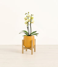 Load image into Gallery viewer, Mustard stand:bamboo
