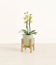 Load image into Gallery viewer, Turquoise stand:bamboo
