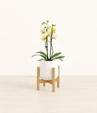Load image into Gallery viewer, White stand:bamboo
