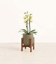Load image into Gallery viewer, Olive stand:walnut
