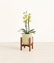 Load image into Gallery viewer, Almond Green stand:walnut
