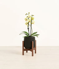 Load image into Gallery viewer, Black stand:walnut
