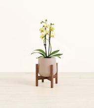 Load image into Gallery viewer, Eternal Gray stand:walnut
