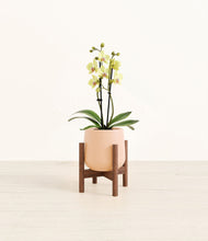 Load image into Gallery viewer, Gentle Pink stand:walnut

