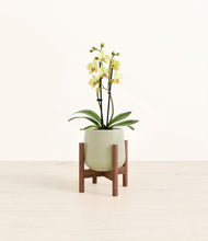Load image into Gallery viewer, Turquoise stand:walnut
