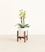 Load image into Gallery viewer, White stand:walnut
