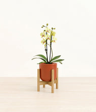 Load image into Gallery viewer, Glossy Red stand:bamboo
