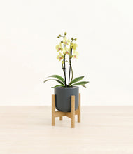 Load image into Gallery viewer, Iron Gray stand:bamboo
