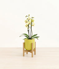 Load image into Gallery viewer, Key Lime Yellow stand:bamboo
