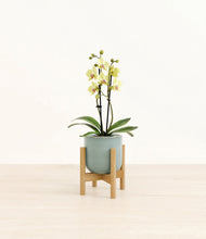 Load image into Gallery viewer, Reactive Aqua stand:bamboo
