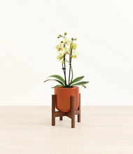 Load image into Gallery viewer, Glossy Red stand:walnut
