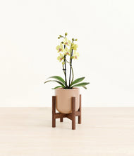 Load image into Gallery viewer, Glossy Pink stand:walnut
