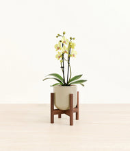Load image into Gallery viewer, Sage Green stand:walnut
