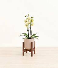 Load image into Gallery viewer, Sandy Pink stand:walnut
