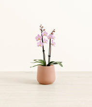 Load image into Gallery viewer, Calm Rose*****Profile
