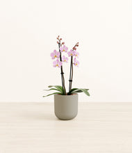 Load image into Gallery viewer, Sage Green*****Profile
