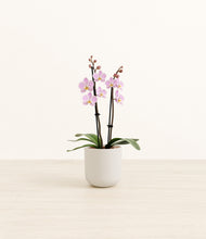 Load image into Gallery viewer, Natural Bamboo*****Profile
