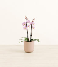 Load image into Gallery viewer, Sandy Pink*****Profile
