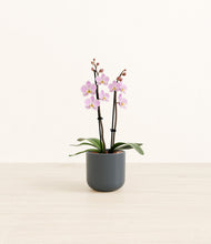 Load image into Gallery viewer, Iron Gray*****Profile
