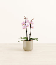 Load image into Gallery viewer, Sage Green*****Profile
