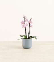 Load image into Gallery viewer, Misty Blue*****Profile
