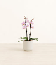 Load image into Gallery viewer, Cotton White*****Profile
