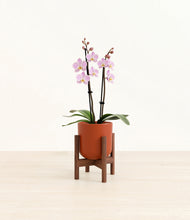 Load image into Gallery viewer, Earth Red stand:walnut
