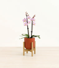 Load image into Gallery viewer, Earth Red stand:bamboo
