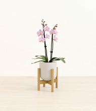 Load image into Gallery viewer, Natural Bamboo stand:bamboo
