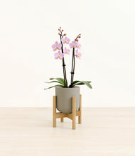 Load image into Gallery viewer, Sage Green stand:bamboo
