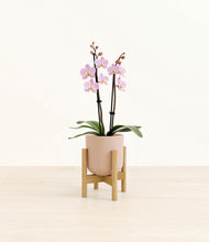 Load image into Gallery viewer, Sandy Pink stand:bamboo
