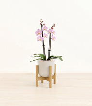 Load image into Gallery viewer, Snowdrift White stand:bamboo
