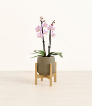 Load image into Gallery viewer, Olive stand:bamboo
