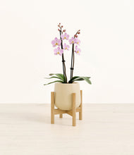 Load image into Gallery viewer, Almond Green stand:bamboo
