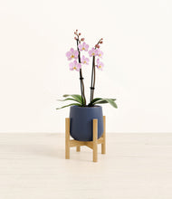 Load image into Gallery viewer, Deep Navy stand:bamboo
