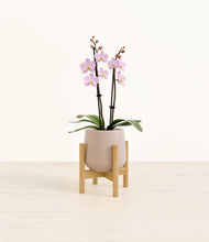Load image into Gallery viewer, Eternal Gray stand:bamboo
